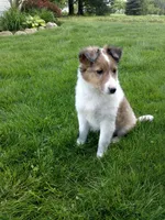 Bonnie, a female Shetland Sheepdog for sale in Nappanee, IN – 2 of 6