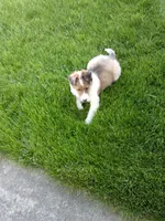 Bonnie, a female Shetland Sheepdog for sale in Nappanee, IN – 6 of 6