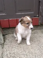 Bonnie, a female Shetland Sheepdog for sale in Nappanee, IN – Photo 3 of 3