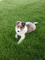 Bonnie, a female Shetland Sheepdog for sale in Nappanee, IN – 4 of 6