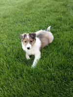 Bonnie, a female Shetland Sheepdog for sale in Nappanee, IN – 5 of 6
