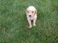 female # 7, a female Golden Retriever for sale in Nappanee, IN – 2 of 4