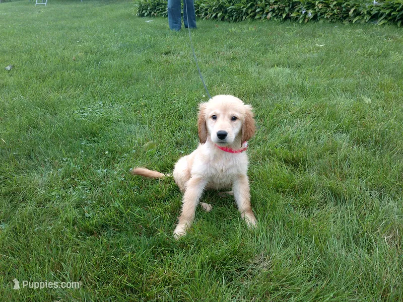 Female #4 Micro chip #1130 – Golden Retriever puppy for sale in Nappanee, IN