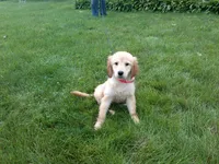 Female #4 Micro chip #1130, a female Golden Retriever for sale in Nappanee, IN – 1 of 4