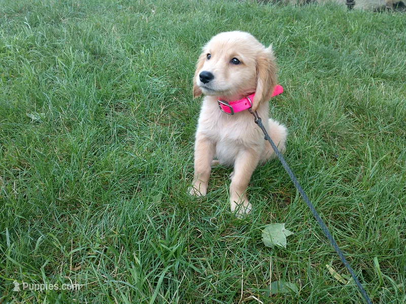 Female # 6 Micro chip #1128 – Golden Retriever puppy for sale in Nappanee, IN
