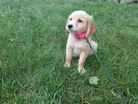 Female # 6 Micro chip #1128, a female Golden Retriever for sale in Nappanee, IN – 1 of 4