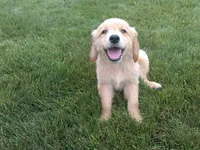 Male #2 Micro chip # 1122, a male Golden Retriever for sale in Nappanee, IN – 1 of 4