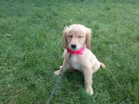 female # 7 Micro chip # 1126, a female Golden Retriever for sale in Nappanee, IN – 2 of 4