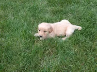 Female #2, a female Golden Retriever for sale in Nappanee, IN – 4 of 4