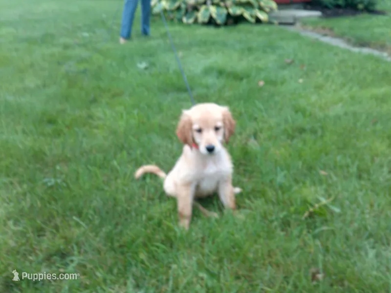 Femail#3 Micro chip #1123 – Golden Retriever puppy for sale in Nappanee, IN