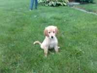 Femail#3 Micro chip #1123, a female Golden Retriever for sale in Nappanee, IN – 1 of 4