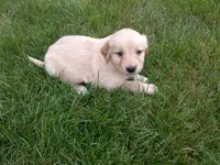 Femail#3, a female Golden Retriever for sale in Nappanee, IN – 3 of 4