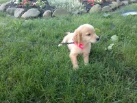 Female # 6 Micro chip #1128, a female Golden Retriever for sale in Nappanee, IN – 4 of 4