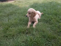 Male #2 Micro chip # 1122, a male Golden Retriever for sale in Nappanee, IN – 4 of 4