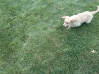 Male # 1 Micro chip #1121, a male Golden Retriever for sale in Nappanee, IN – 4 of 4