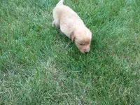 Male #2, a male Golden Retriever for sale in Nappanee, IN – 2 of 4