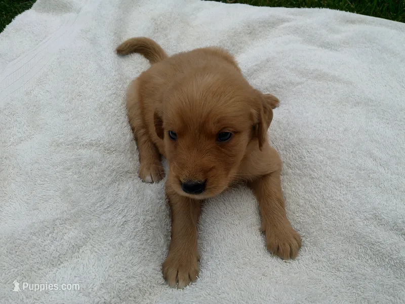 Female #1 – Golden Retriever puppy for sale in Nappanee, IN