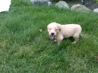 Male # 1, a male Golden Retriever for sale in Nappanee, IN – 5 of 5