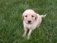 Female #4, a female Golden Retriever for sale in Nappanee, IN – 3 of 4