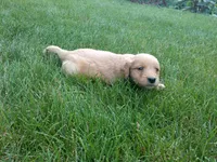 Female #1, a female Golden Retriever for sale in Nappanee, IN – 4 of 4