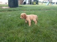 female # 7 Micro chip # 1126, a female Golden Retriever for sale in Nappanee, IN – 3 of 4