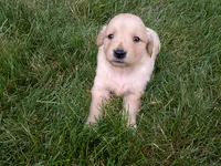 Female #5, a female Golden Retriever for sale in Nappanee, IN – 2 of 4