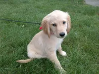 Female #2 Micro chip # 1124, a female Golden Retriever for sale in Nappanee, IN – 2 of 5