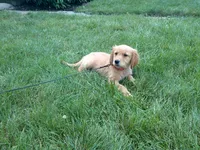 female # 8 Micro chip # 1127, a female Golden Retriever for sale in Nappanee, IN – 3 of 5
