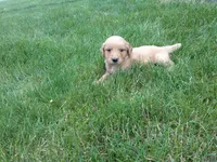 Female #1, a female Golden Retriever for sale in Nappanee, IN – 3 of 4