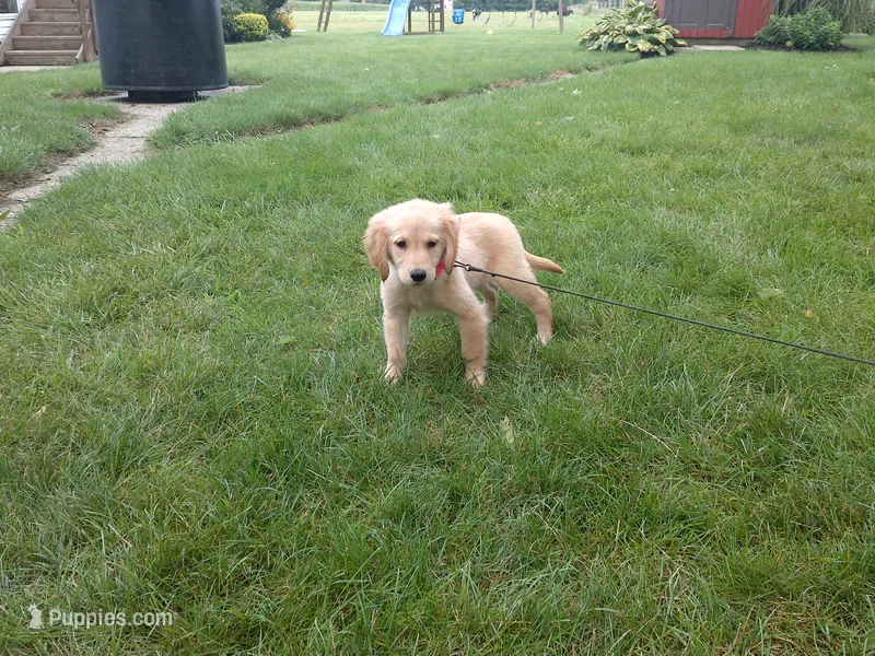 Female #2 Micro chip # 1124 – Golden Retriever puppy for sale in Nappanee, IN