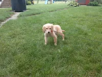 Female #2 Micro chip # 1124, a female Golden Retriever for sale in Nappanee, IN – 1 of 5