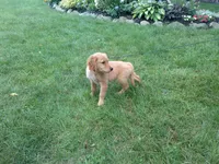 female # 7 Micro chip # 1126, a female Golden Retriever for sale in Nappanee, IN – 4 of 4