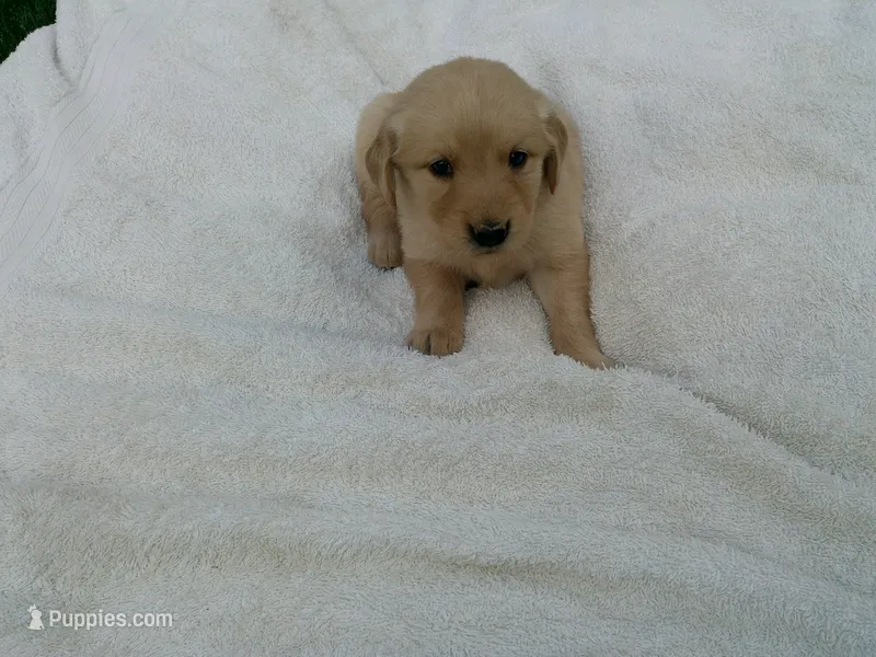 Female #4 – Golden Retriever puppy for sale in Nappanee, IN