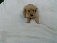 Female #4, a female Golden Retriever for sale in Nappanee, IN – 1 of 4