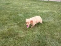 Male # 1 Micro chip #1121, a male Golden Retriever for sale in Nappanee, IN – 3 of 4