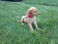 female # 8 Micro chip # 1127, a female Golden Retriever for sale in Nappanee, IN – 4 of 5
