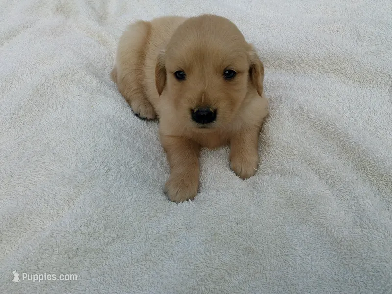 Female #5 – Golden Retriever puppy for sale in Nappanee, IN