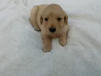 Female #5, a female Golden Retriever for sale in Nappanee, IN – 1 of 4