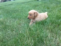 Male #2, a male Golden Retriever for sale in Nappanee, IN – 3 of 4