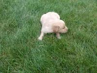 Female #2, a female Golden Retriever for sale in Nappanee, IN – 2 of 4