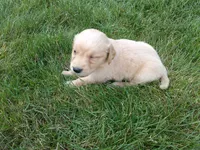 female # 7, a female Golden Retriever for sale in Nappanee, IN – 3 of 4