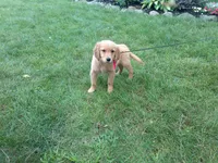 female # 8 Micro chip # 1127, a female Golden Retriever for sale in Nappanee, IN – 1 of 5