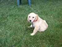 Female #2 Micro chip # 1124, a female Golden Retriever for sale in Nappanee, IN – 5 of 5