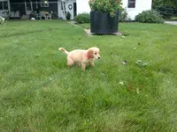 Femail#3 Micro chip #1123, a female Golden Retriever for sale in Nappanee, IN – 4 of 4