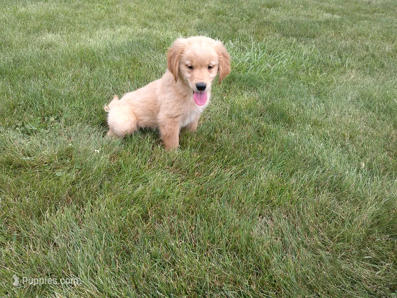 Male # 1 Micro chip #1121 – Golden Retriever puppy for sale in Nappanee, IN