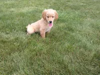 Male # 1 Micro chip #1121, a male Golden Retriever for sale in Nappanee, IN – 1 of 4