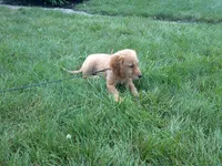 female # 8 Micro chip # 1127, a female Golden Retriever for sale in Nappanee, IN – 5 of 5