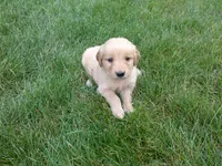 Female #2, a female Golden Retriever for sale in Nappanee, IN – 3 of 4