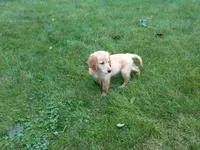 Femail#3 Micro chip #1123, a female Golden Retriever for sale in Nappanee, IN – 3 of 4
