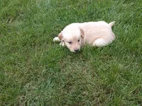 Femail#3, a female Golden Retriever for sale in Nappanee, IN – 4 of 4